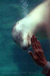Long Beach, CA. Long Beach Aquarium. by Christopher Ward 